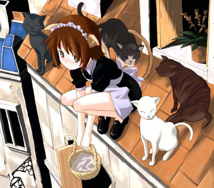 chiboard-b1t31510-20080717_maotd_neko4_upby-Yayoi.jpg