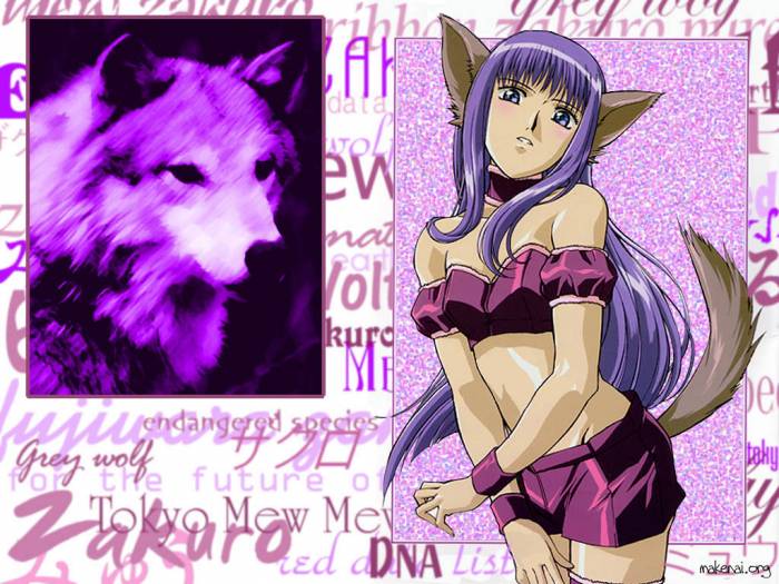 zakurowall.jpg